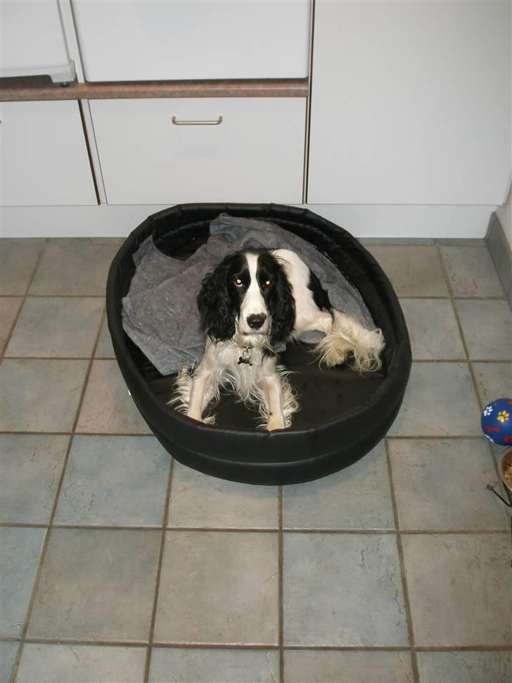 Cocker spaniel Rocky billede 5