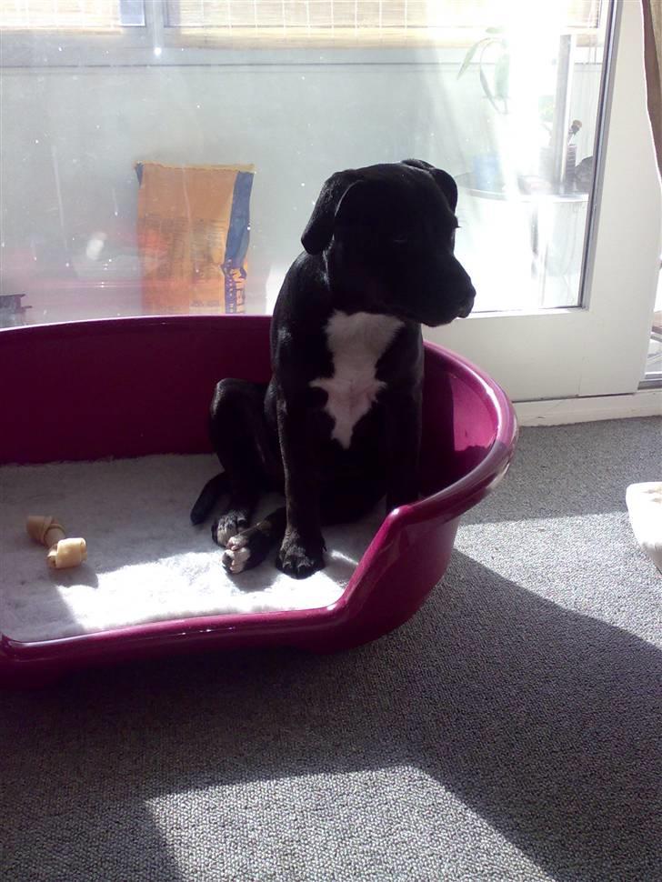 Staffordshire bull terrier Buffy billede 4