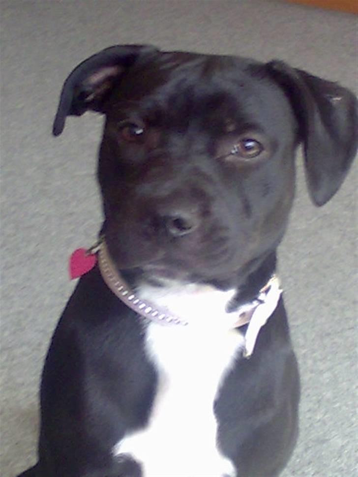 Staffordshire bull terrier Buffy billede 5