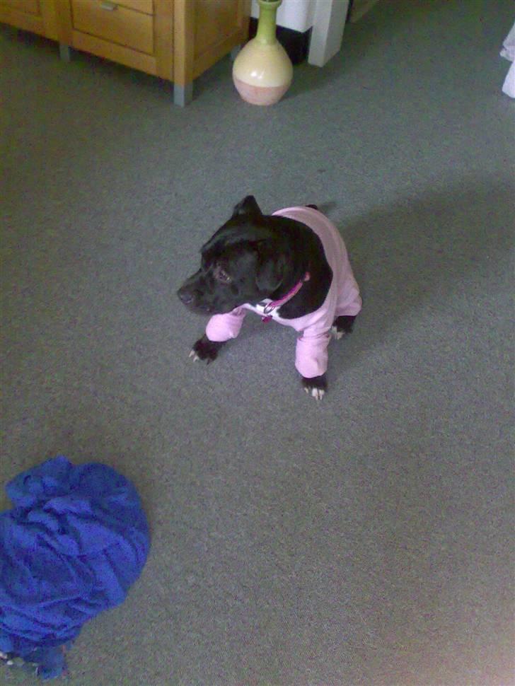 Staffordshire bull terrier Buffy billede 7