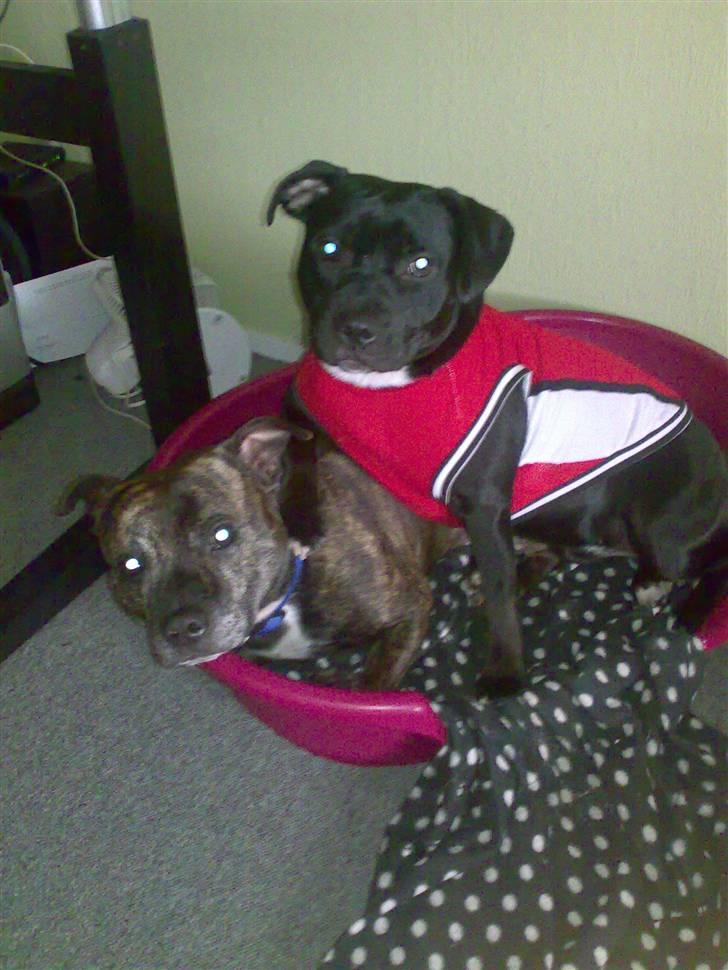 Staffordshire bull terrier Buffy billede 8