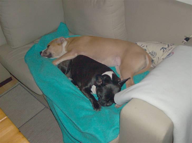 Boston terrier viggo billede 6