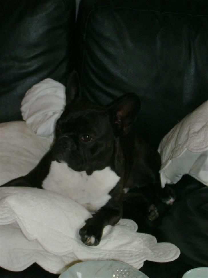 Boston terrier viggo - jeg er stadig for doven til at gå fra blitsen billede 7