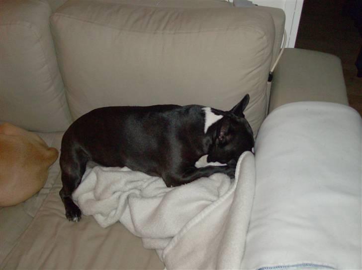 Boston terrier viggo - lad mig nu være billede 8