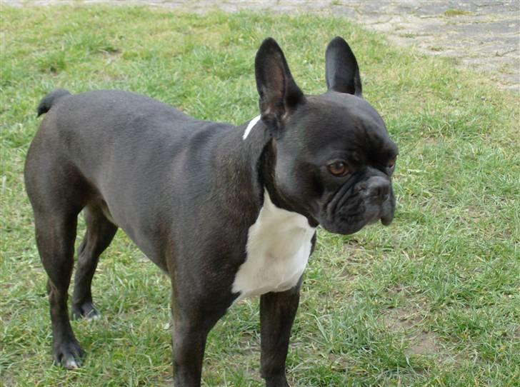 Boston terrier viggo billede 9