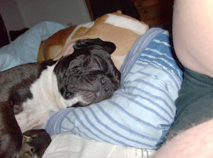 Boston terrier viggo - jeg er så træt så træt billede 10