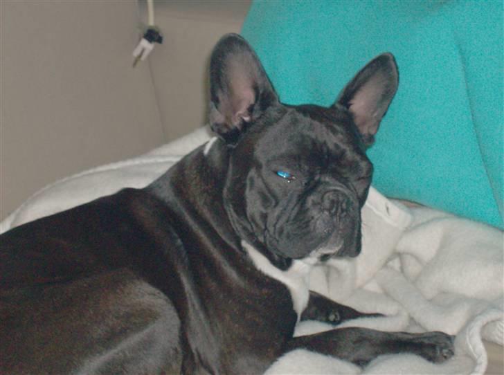 Boston terrier viggo billede 11