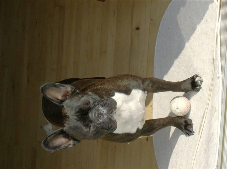 Boston terrier viggo billede 12