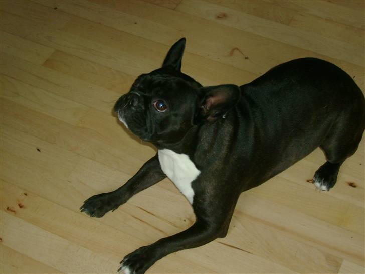 Boston terrier viggo - mmm spegepølse billede 13