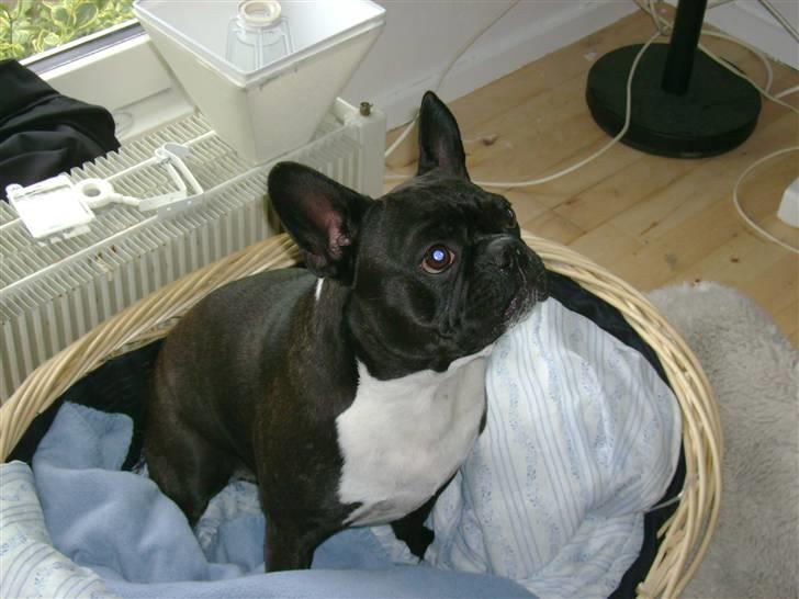 Boston terrier viggo - her er min seng, men sover aldrig i den. sidder kun i den når min familie spiser billede 14