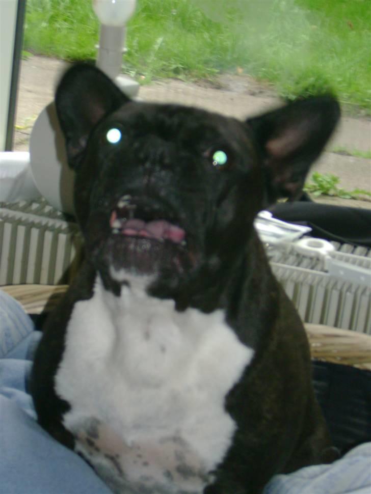 Boston terrier viggo - måske jeg ikke er så køn når jeg gør??? billede 15