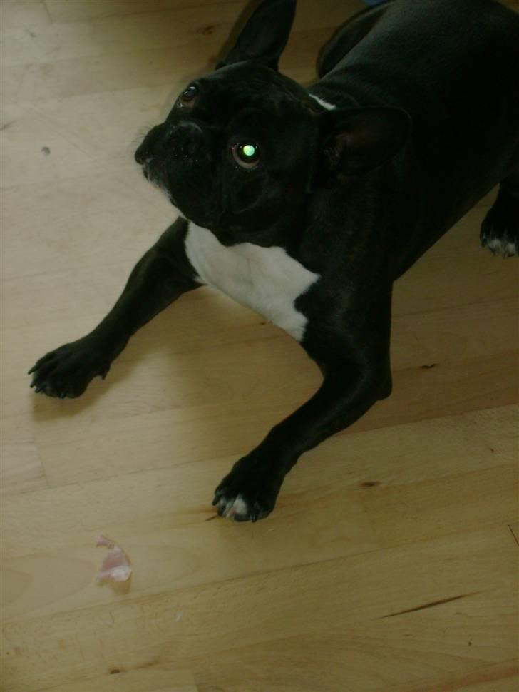 Boston terrier viggo - jeg er så dygtig billede 16