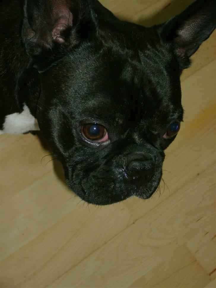 Boston terrier viggo billede 17