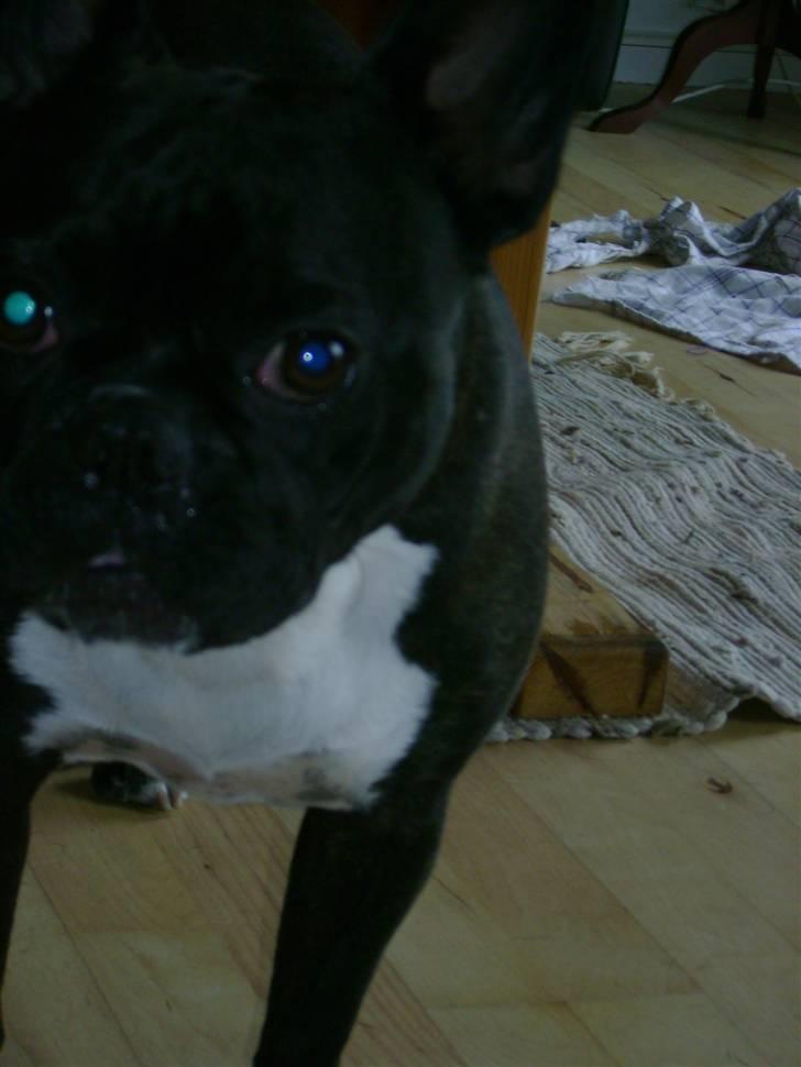 Boston terrier viggo billede 18