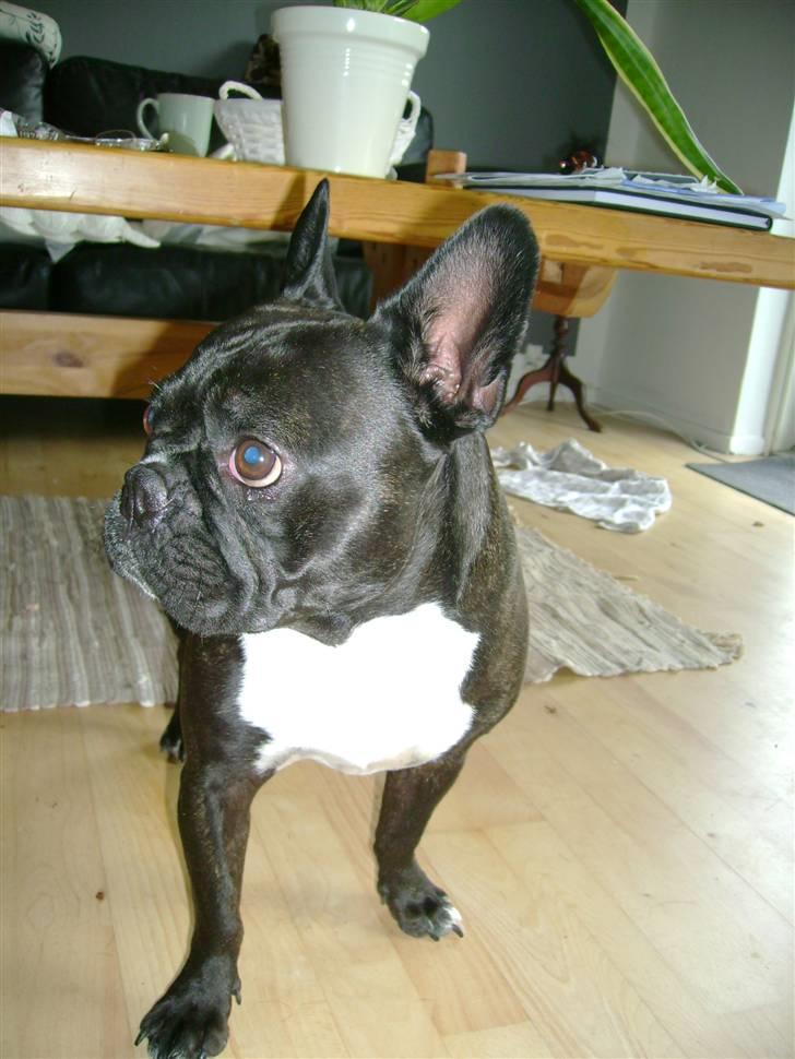 Boston terrier viggo - hvad går jeg glip af??? billede 19