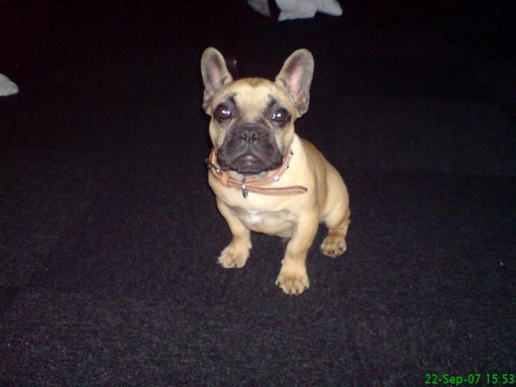 Fransk bulldog Otto billede 6