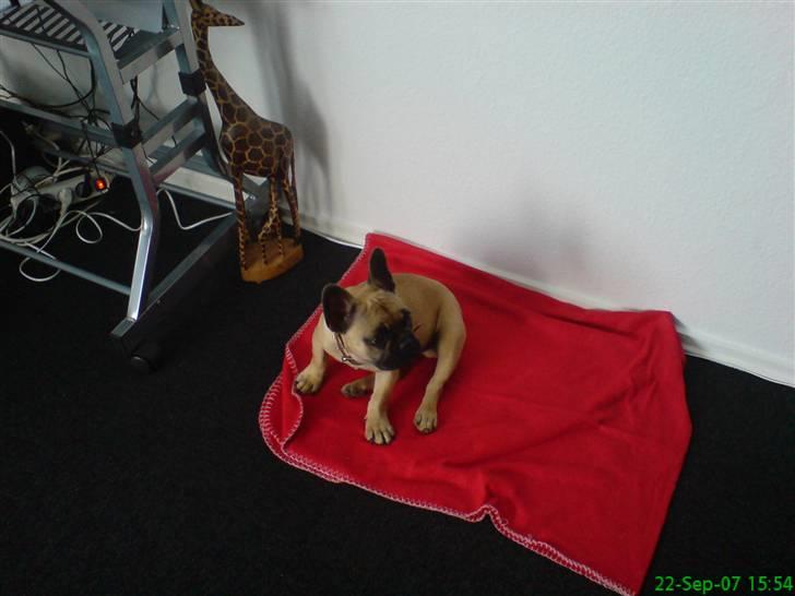 Fransk bulldog Otto billede 7