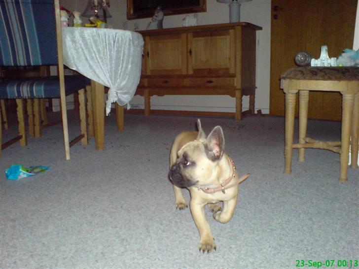 Fransk bulldog Otto billede 8