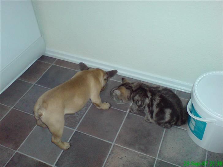 Fransk bulldog Otto billede 9