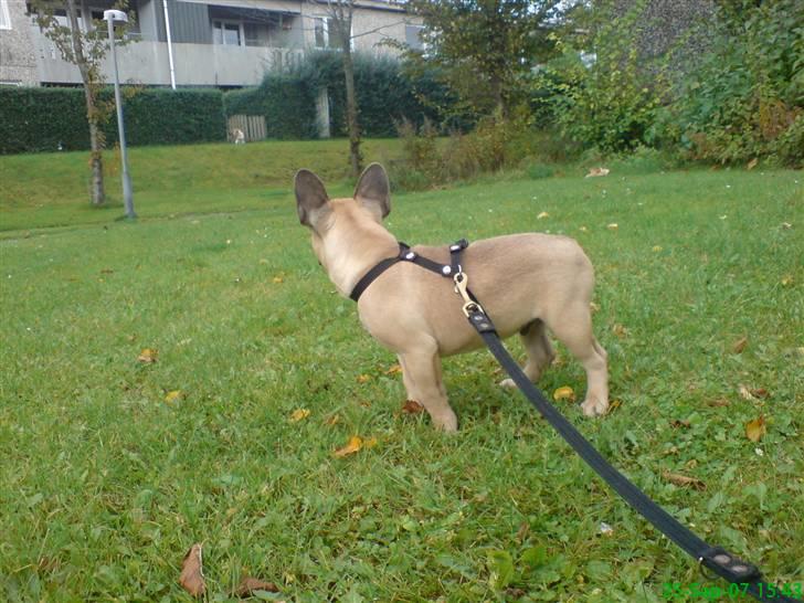 Fransk bulldog Otto billede 10