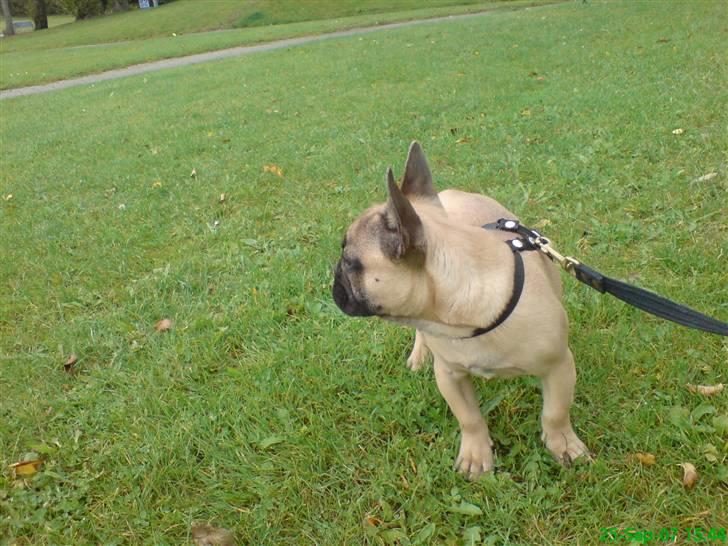 Fransk bulldog Otto billede 11