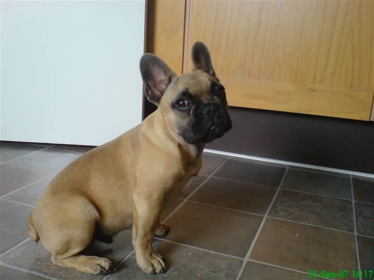 Fransk bulldog Otto billede 12