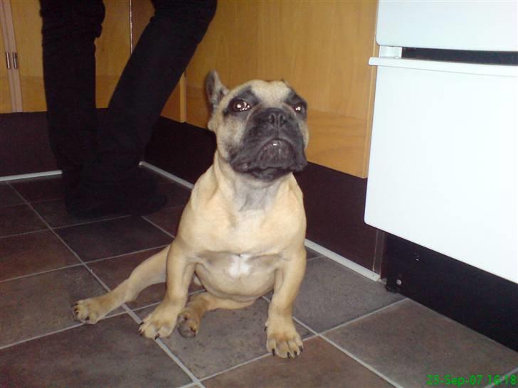 Fransk bulldog Otto billede 13