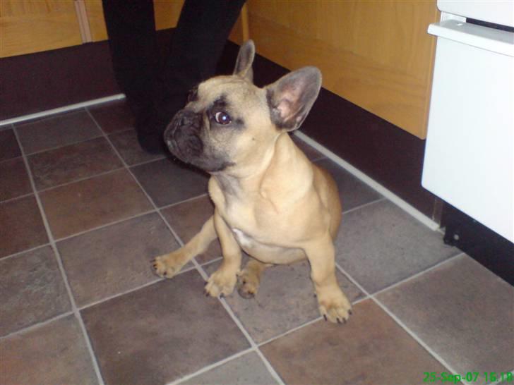 Fransk bulldog Otto billede 14