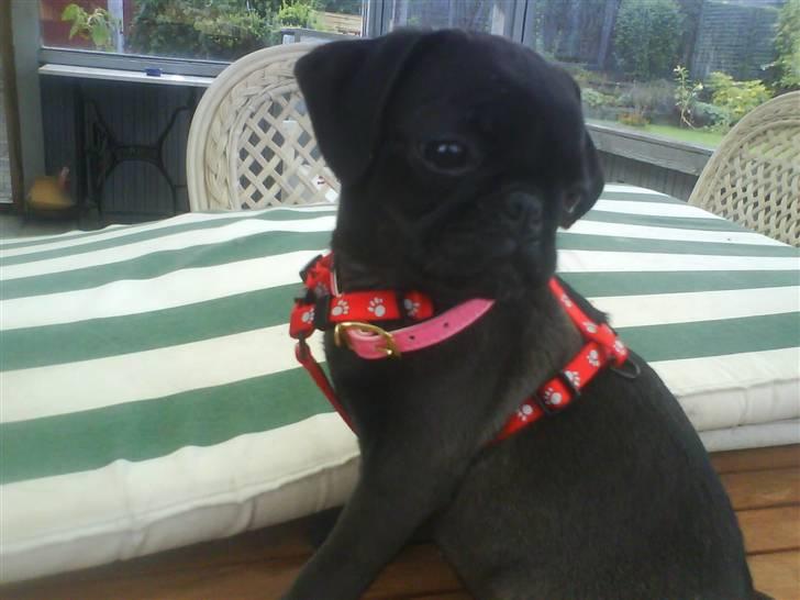 Mops Cocco - hvor fløj flugen hen mor? billede 1