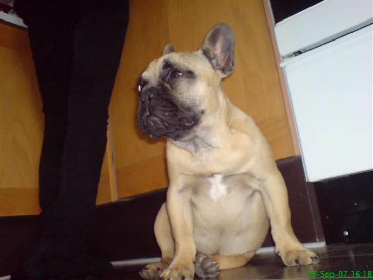 Fransk bulldog Otto billede 15