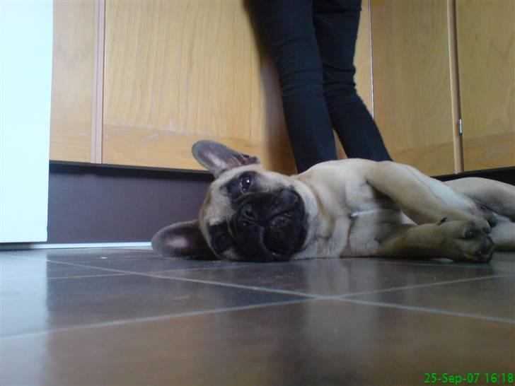 Fransk bulldog Otto billede 16