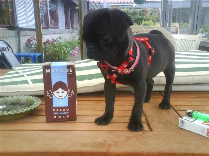 Mops Cocco - se hvor lille jeg er :) billede 2