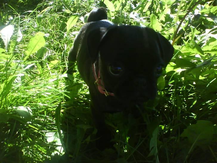 Mops Cocco - ude i haven :) billede 3