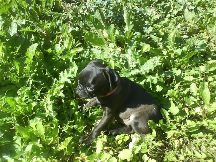 Mops Cocco - elsker og sidde herude og holde øje med brormand billede 4