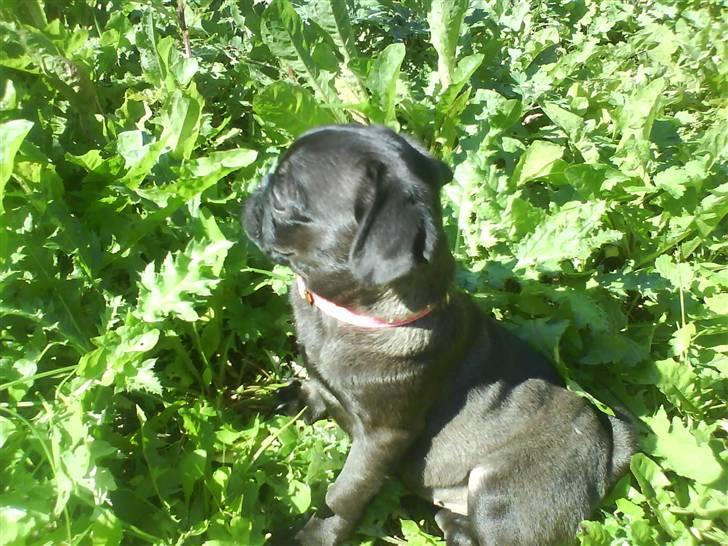 Mops Cocco - ude og dufte lidt ;) billede 6