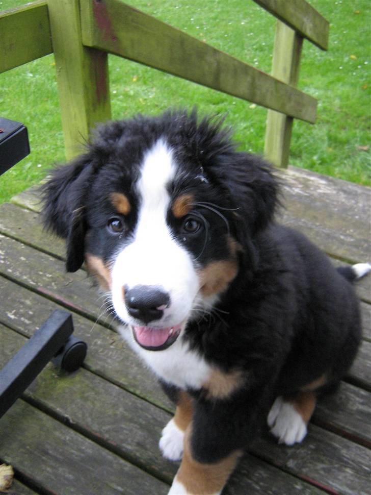 Berner sennenhund Anton - Ginebidderen billede 14