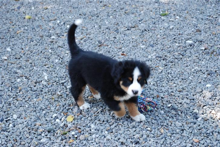 Berner sennenhund Anton - Ude og udforske. billede 15