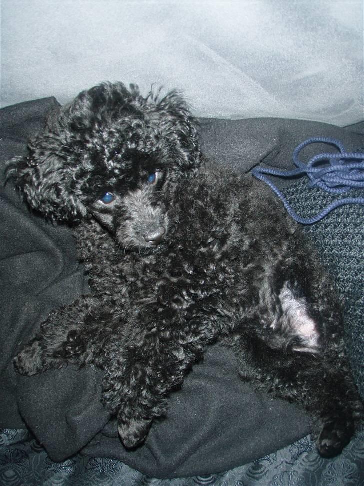 Dværgpuddel Enzo - 11 uger gammel billede 2