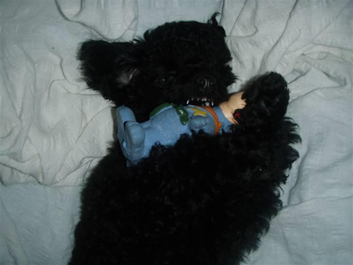 Dværgpuddel Enzo - 11 uger gammel billede 3