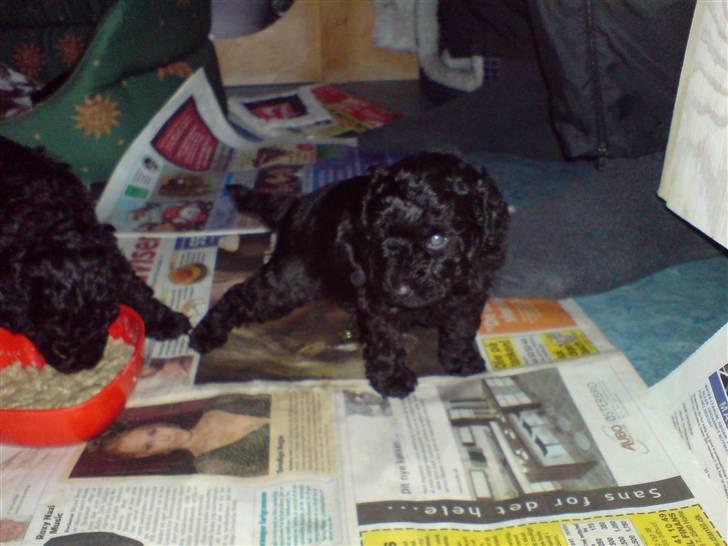 Dværgpuddel Enzo - 4 uger gammel billede 4