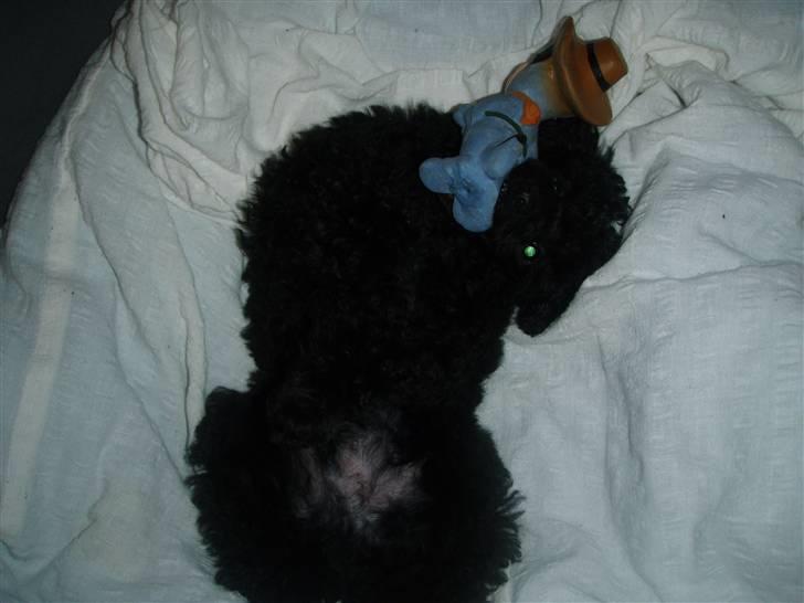 Dværgpuddel Enzo - 11 uger gammel billede 5