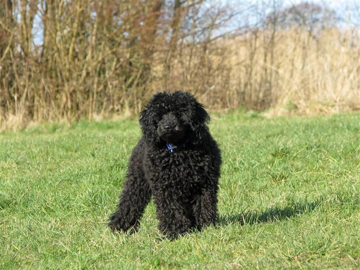 Dværgpuddel Enzo - ½ år billede 6