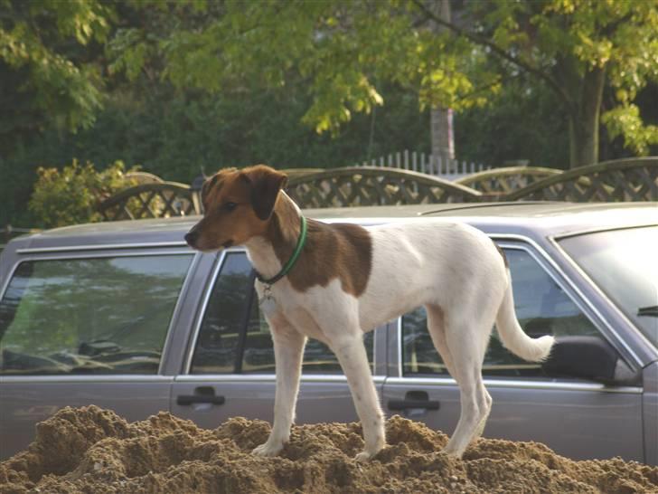 Blanding af racer Lotus billede 11