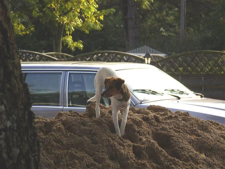 Blanding af racer Lotus billede 12