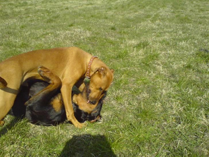 Blanding af racer Frej billede 20