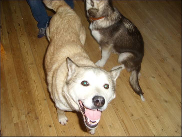 Alaskan malamute Yakone billede 1