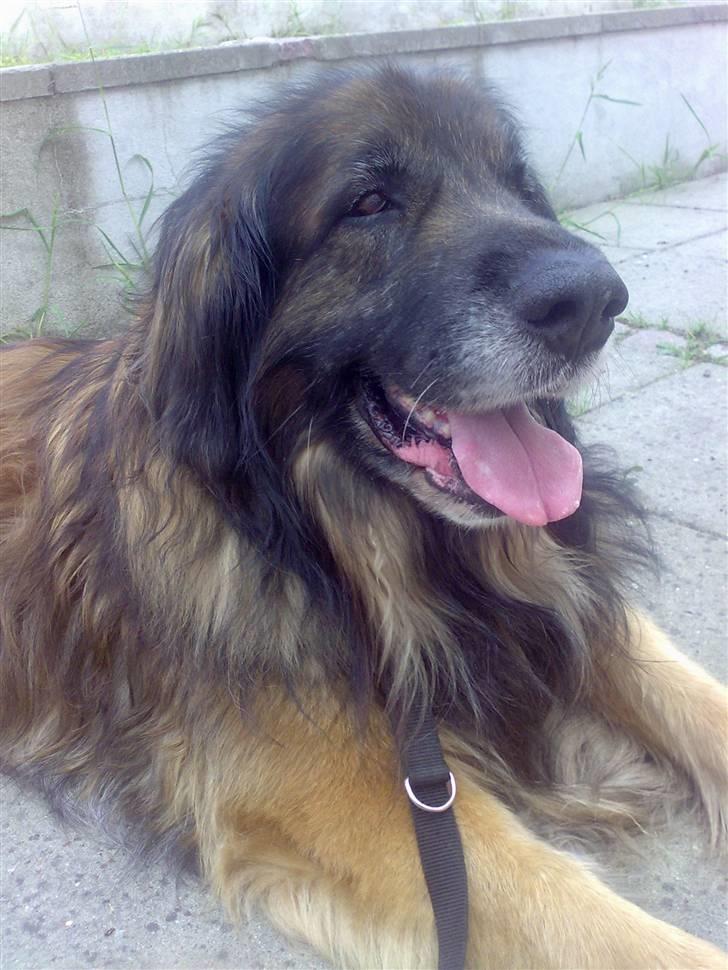 Leonberger Harley - Jeq elsker diq harley skat billede 1