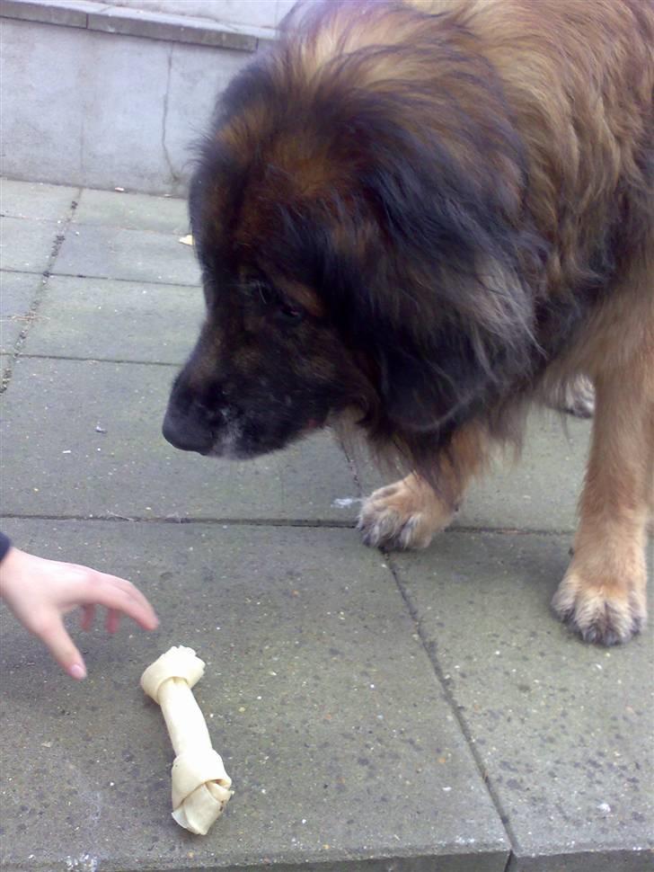 Leonberger Harley billede 2
