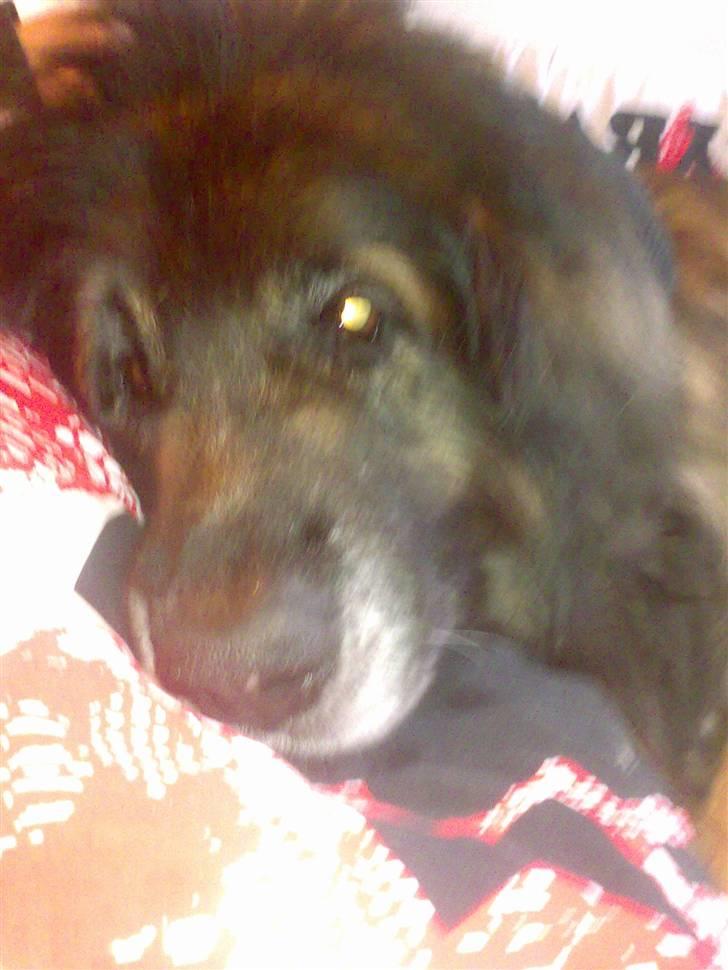 Leonberger Harley billede 3