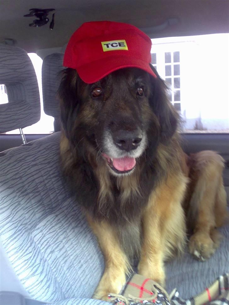 Leonberger Harley billede 4